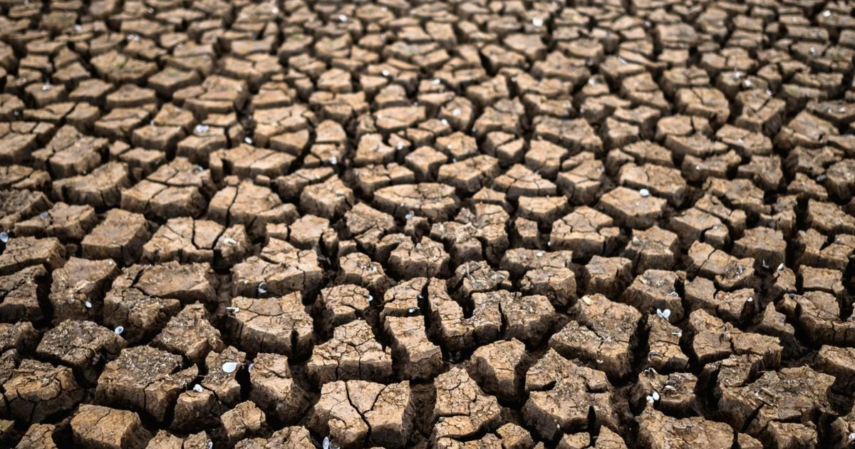 Kekeringan parah melanda 1.354 hektare sawah di wilayah Bekasi
