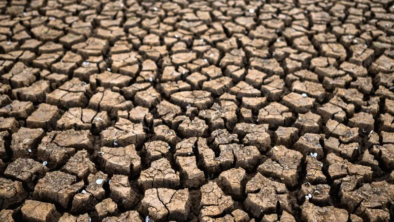 Ancaman Gagal Panen! 1.354 Hektare Sawah di Bekasi Kekeringan Parah