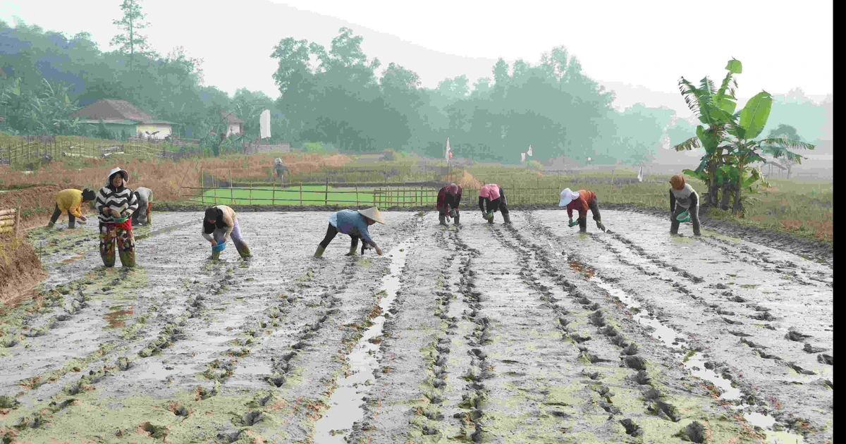 Tinggalkan Cara Lama, Petani Bojongmangu Bekasi Siap Panen Padi Melimpah dengan Sistem Baru Ini
