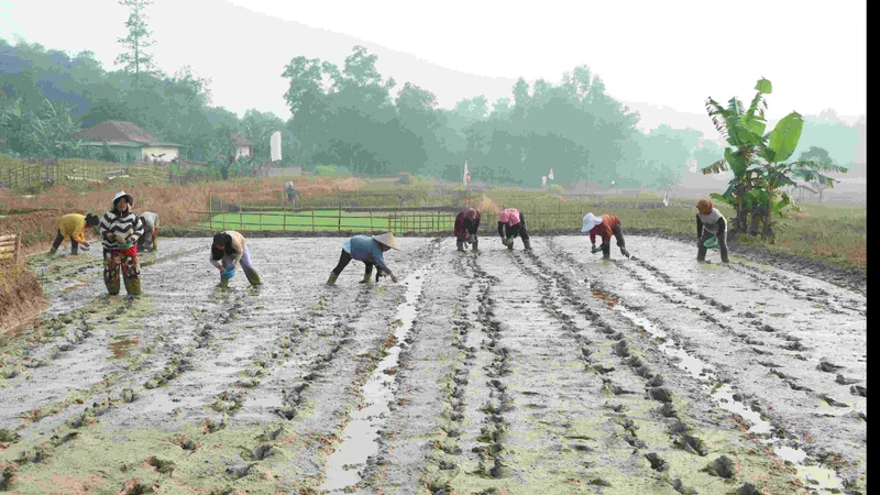 Tinggalkan Cara Lama, Petani Bojongmangu Bekasi Siap Panen Padi Melimpah dengan Sistem Baru Ini